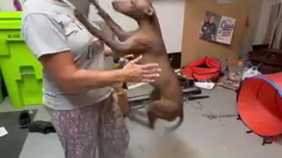 Jump Into Handler's Arms (Advanced)